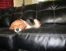 Niya: Beagle