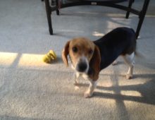 Amber: Beagle