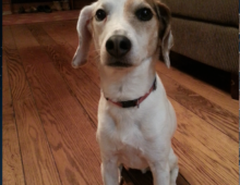 Max: Beagle/Jack Russell Terrier Mix