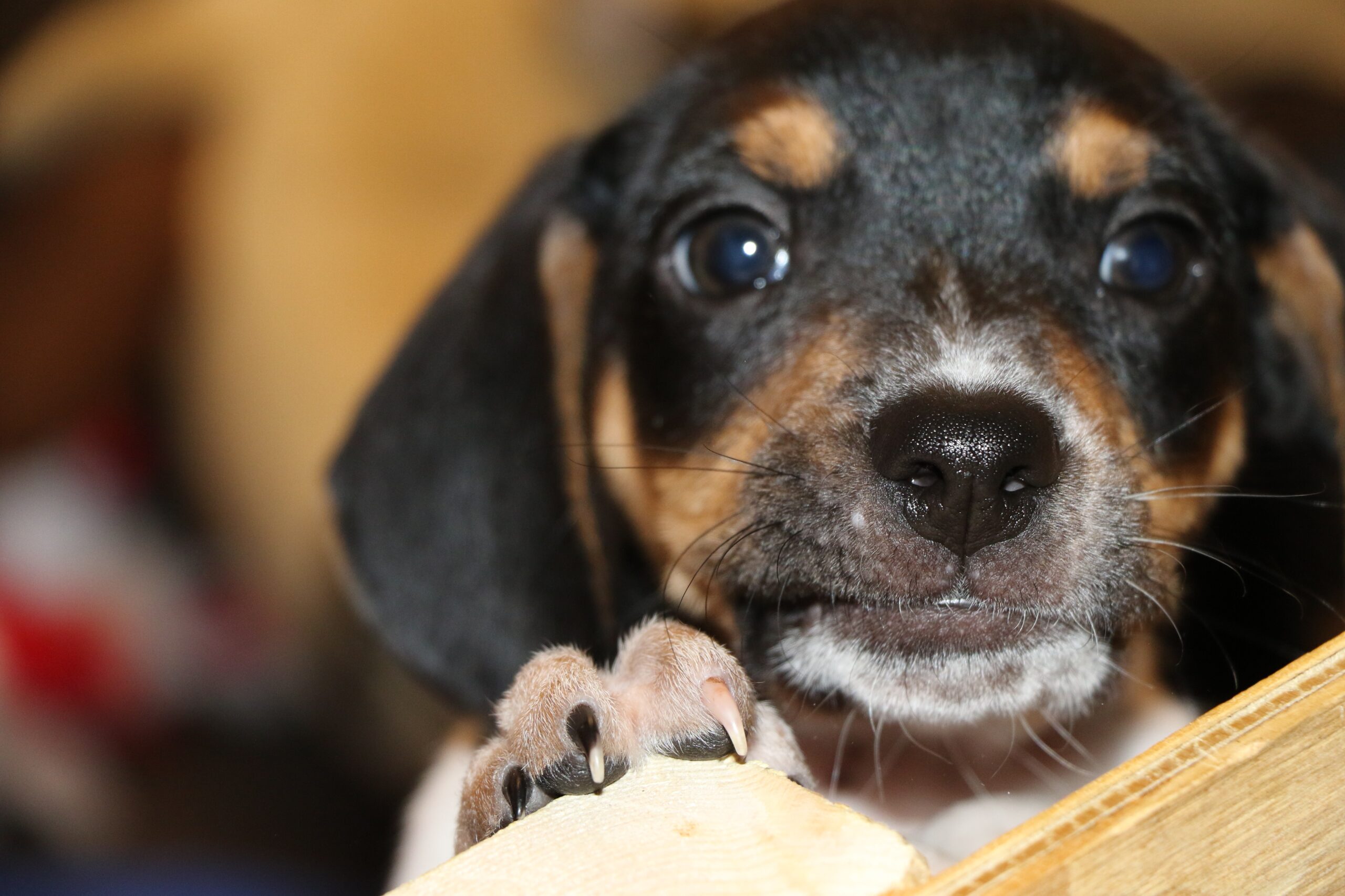 Rusty: Mini Beagle Mix Male (Jellybean’s pup)