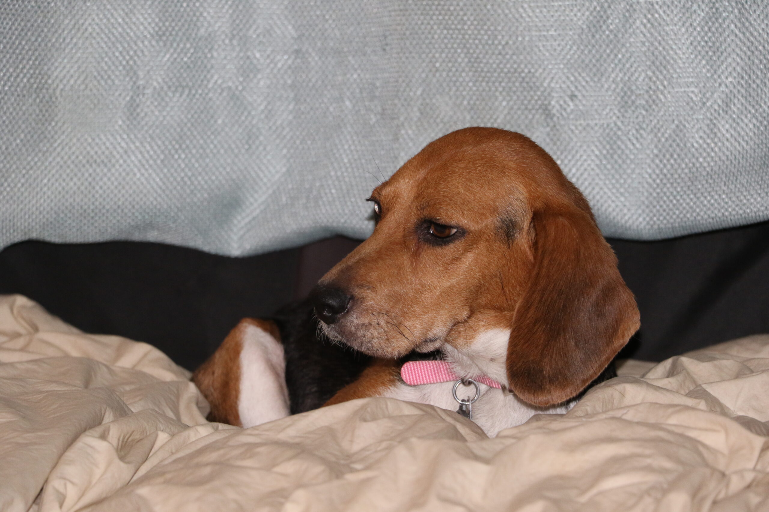 Jellybean: Mini Beagle (rescued pregnant)