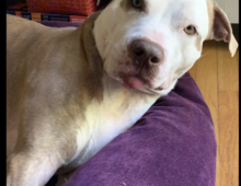 Rocco: ~3 yr old Pit mix