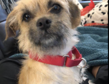 Tilly: 1-2 yr old Terrier mix