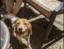 Susie: ~3 yr old beagle mix