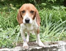 Arlo: Beagle 2-3 yrs old