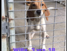 Willia: ~3 yr old beagle mix