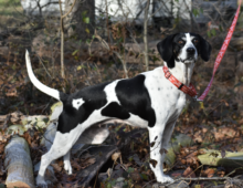 Prancer: ~2 yr old tree walker coonhound