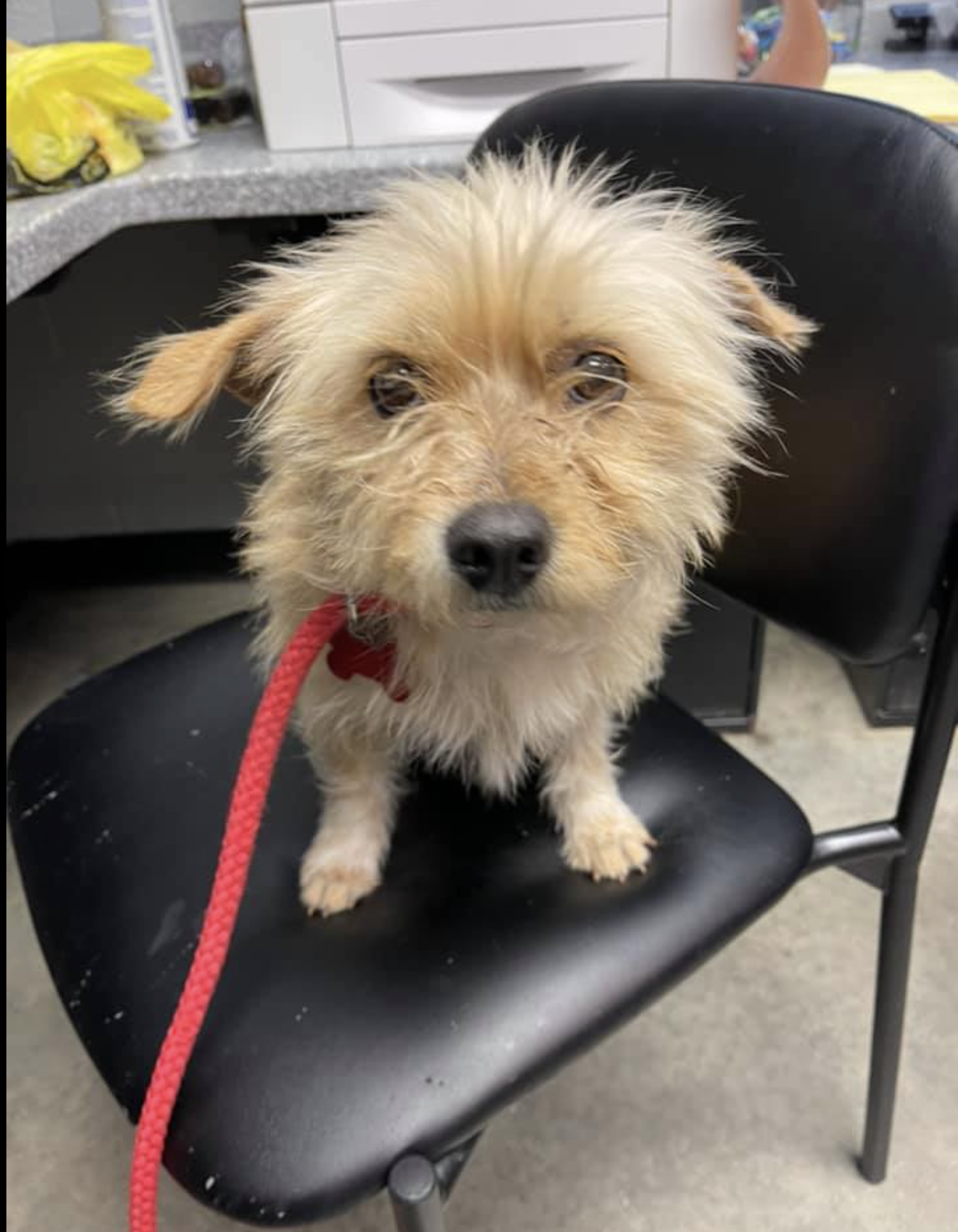 June: 2-3 yr old terrier mix