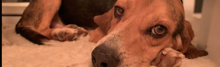 Max:  Beagle