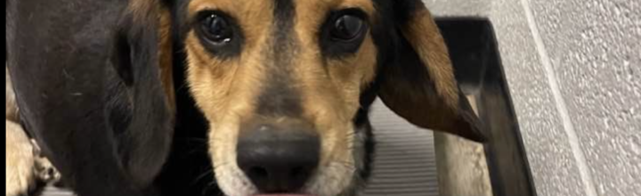 Danny: ~2 yr old beagle