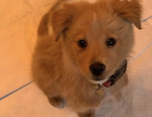 Ellie: ~3 month old terrier mix