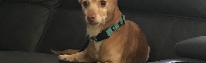 Nugget: ~5 yr old chihuahua mix ~13 lbs