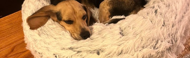 Sally: ~1.5 yr old beagle mix ~14 lbs
