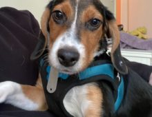 Marty: Beagle mix