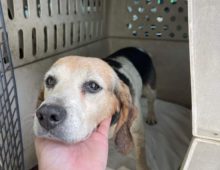Daisy: 7-8 yr old beagle mix