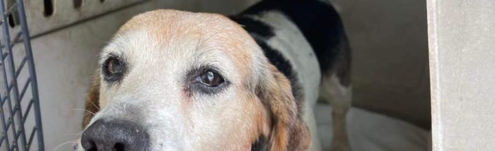 Daisy: 7-8 yr old beagle mix