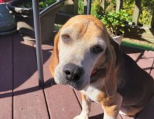 Flash: 7-8 yr old beagle mix