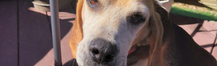 Flash: 7-8 yr old beagle mix