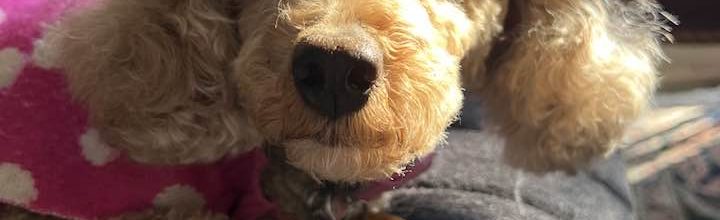 Zoe: ~4 yr old mini poodle