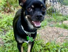 Timmy: ~1 yr old chi mix