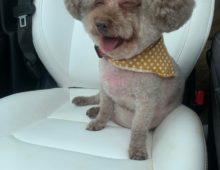 Woody ~6 yr old Poodle mix