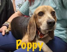 Poppy: ~7 yr old beagle mix