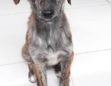 Cleo: ~6-8 month old afghan dog
