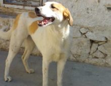 Margarita: ~1 yr old Afghan Dog