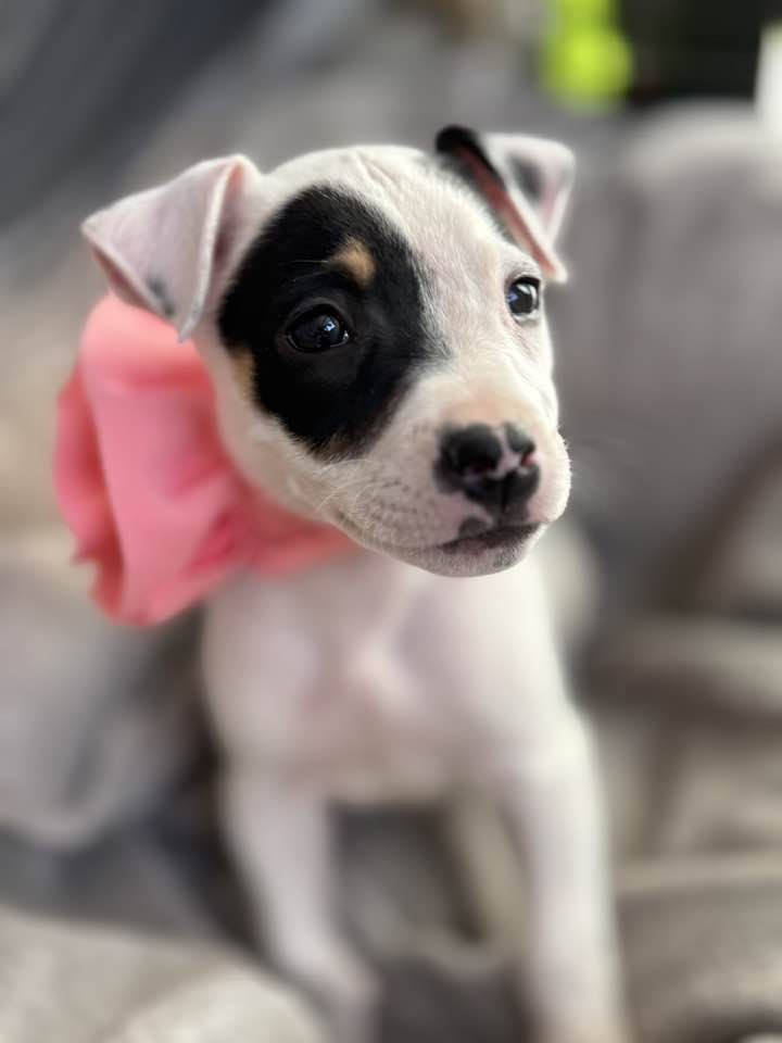 Ooops! We currently have no dogs for adotion. Please come back soon and check again.